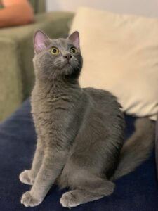 לוצי (או: "הברק האפור"), צילמה דניאלה קרני-הראל